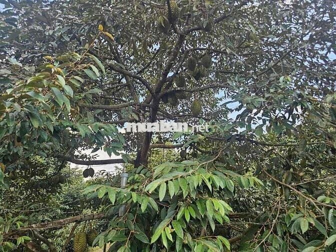 CẦN BÁN GẤP LÔ ĐẤT VƯỜN GIÁ NGỢP CỰC KÌ ĐẸP🔥
