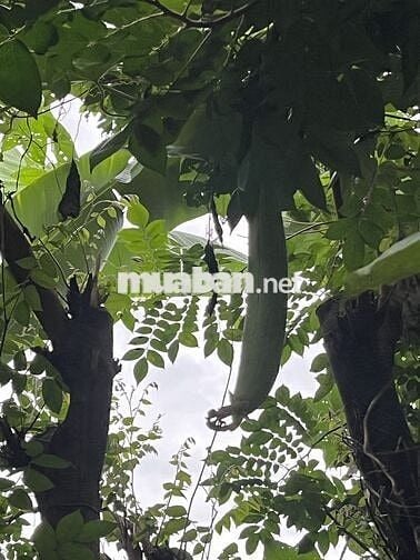 nhà mặt tiền đường 7.5 Hoà Xuân