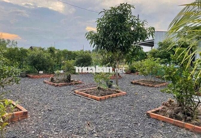3059m2 nhà vườn (300m2 THỔ) - 980tr sang tên - NHÀ CÓ SẴN