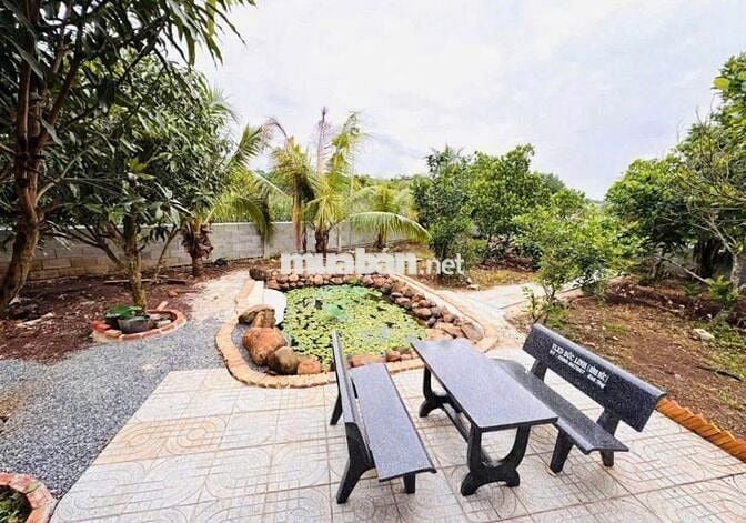 3059m2 nhà vườn (300m2 THỔ) - 980tr sang tên - NHÀ CÓ SẴN