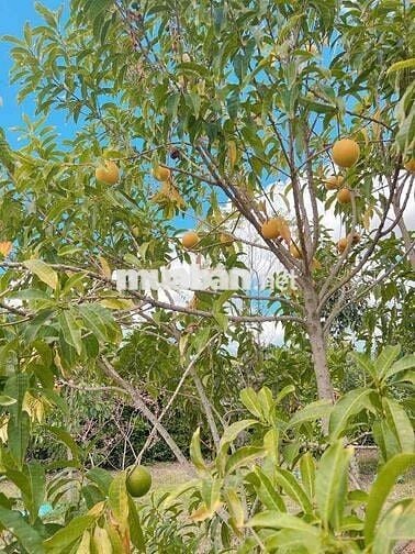 Chính chủ cần bán  lô đất trung tâm xã Mê Linh - Lâm Hà - Lâm Đồng