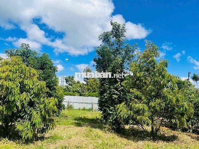 Mua Lô Đất lại có thêm thu nhập hàng năm - Phường Tân An - BMT