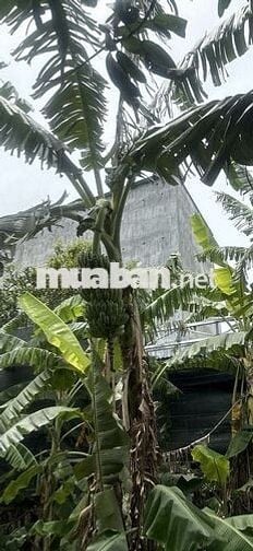 Bán đất ở tại Ninh Thượng, Ninh Hòa, Khánh Hòa, tặng kèm nhà yến