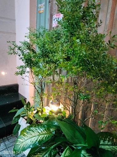 BÁN HOẶC CHO THUÊ NHÀ THỊ TRẤN HÓC MÔN 162m2 BÀ TRIỆU 2 Lầu 