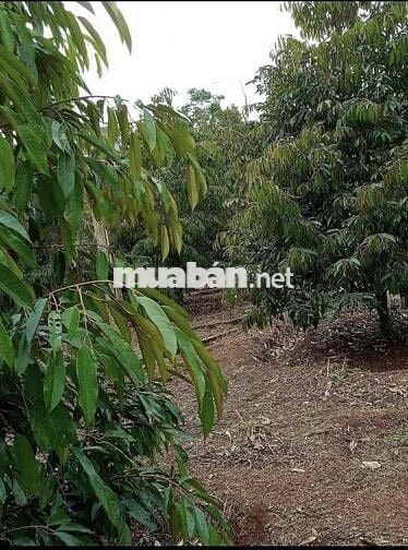 Nhà vườn sầu riêng đất sẵn thổ cư chủ cần tiền bán gấp