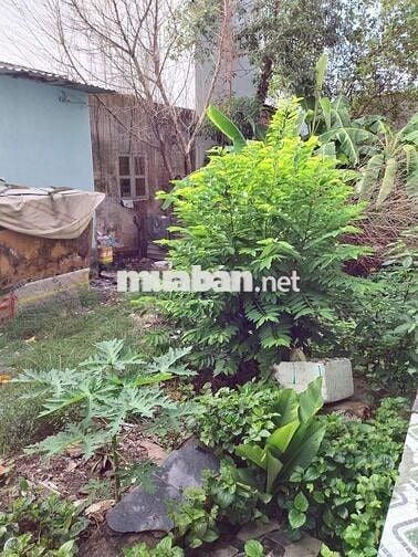 🌹🌹 100m2 ĐẤT THỔ CƯ - TÂN KIÊN