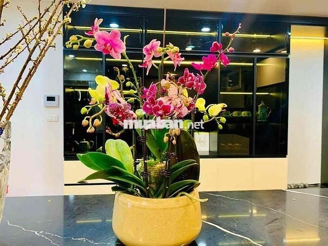 90m2 sổ đỏ 3 ngủ lô góc chung cư quân đội phố Hoàng văn Thái view hồ.