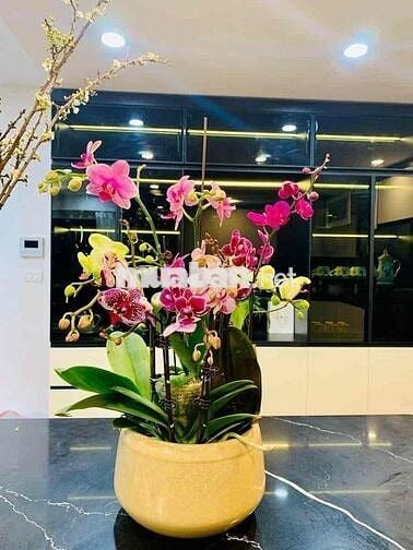 90m2 sổ đỏ 3 ngủ lô góc chung cư quân đội phố Hoàng văn Thái view hồ.