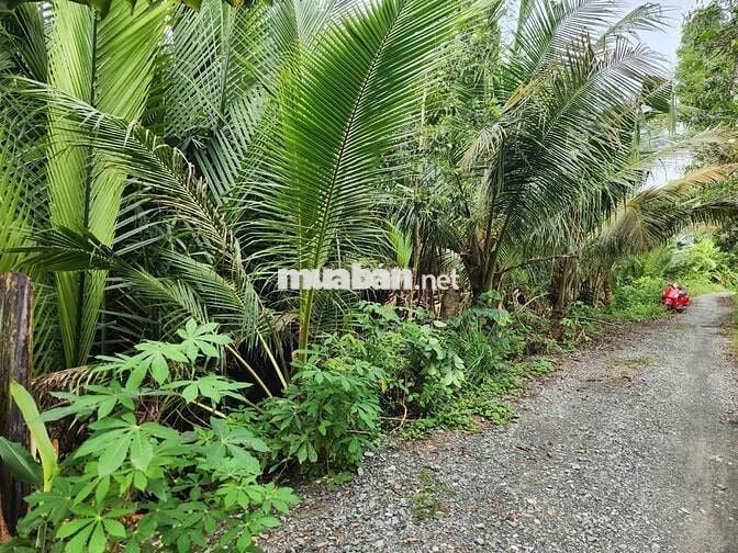 Bán đất nông nghiệp ven sông Vàm Cỏ