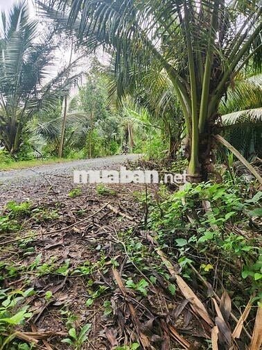 Bán đất nông nghiệp ven sông Vàm Cỏ