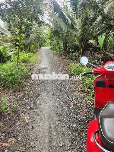 Bán đất nông nghiệp ven sông Vàm Cỏ