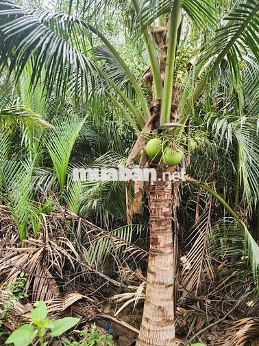 Bán đất nông nghiệp ven sông Vàm Cỏ