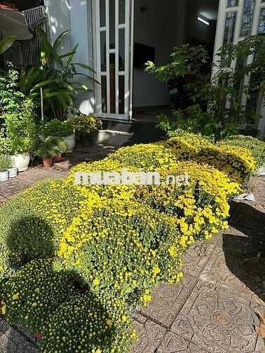 Mặt tiền 168 Trường Sa, Q Bình Thạnh ( gần Cầu Bông )