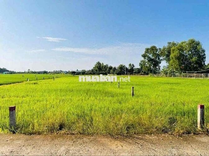 Đất thổ #Tân Trụ cho anh chị đầu tư