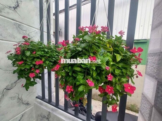 Cho thuê nhà nguyên căn gác lửng full nội thất