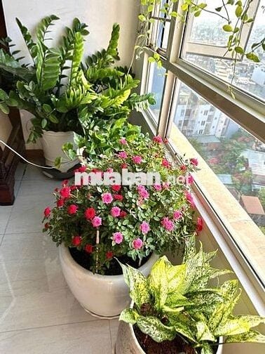 Ann về Úc bán căn góc ĐPN Towel