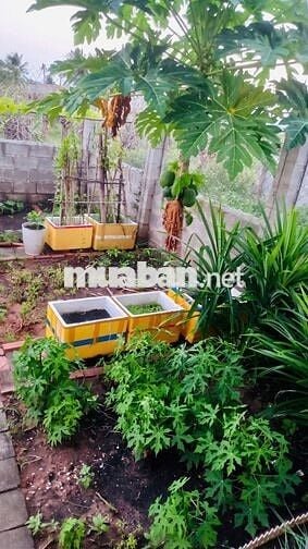 126m2 THỔ CƯ gồm NHÀ 1 TRỆT + 1 LỬNG + 1 VƯỜN RAU  + 1 NHÀ ĐỂ Ô TÔ