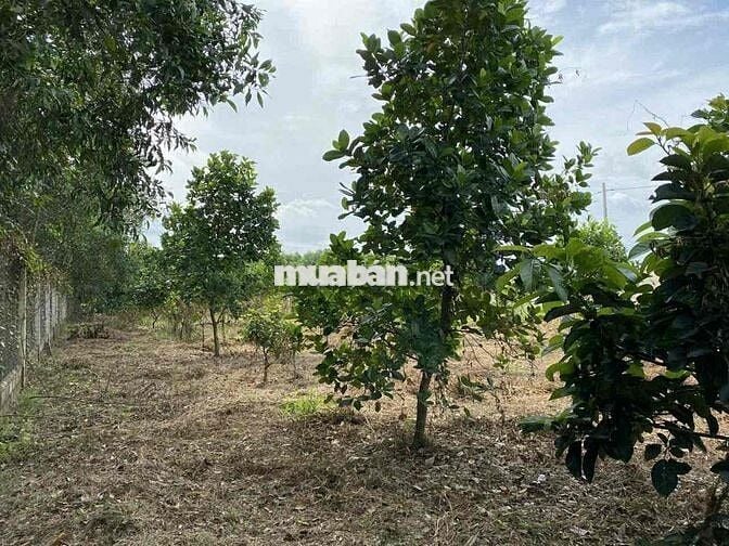 BÁN ĐẤT XÃ BÌNH LỢI , VĨNH CỬU ,ĐỒNG NAI