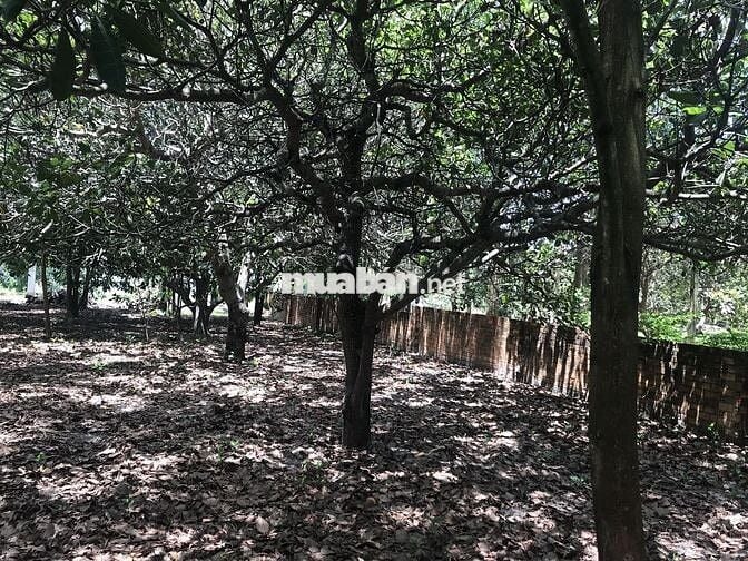 866m2 quốc lộ 55 1 sẹc gần Hồ Cốc có 50m2 thổ cư