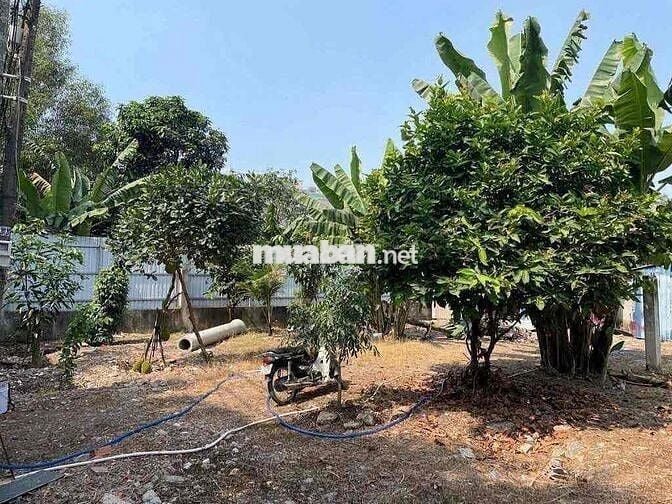 ĐẤT VƯỜN 1000m2 450 TRIỆU đường 16 mét ĐÃ CÓ SỔ HỒNG RIÊNG