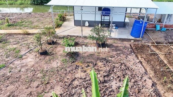 Bán khu vườn nghỉ dưỡng, trồng cây ăn trái,phú thạnh,tân phú đông TG