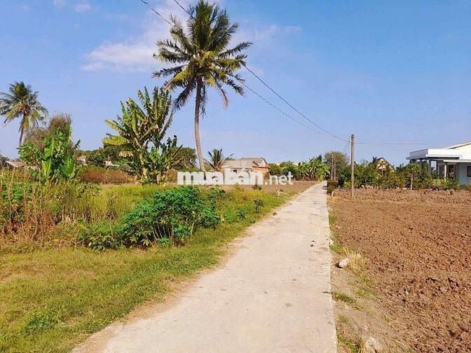 970m2 đất thổ toàn bộ đường ô tô , Kdc Bình Trinh, chốt 1 tỷ