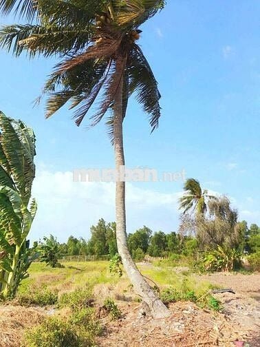 970m2 đất thổ toàn bộ đường ô tô , Kdc Bình Trinh, chốt 1 tỷ