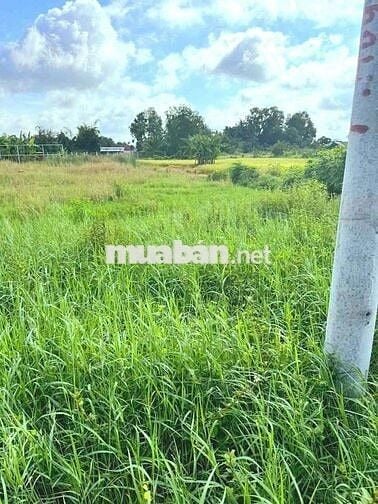 830m2 đất lúa chuyển fun thổ cư giá chốt 350tr