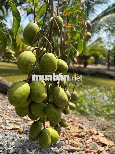 Siêu phẩm đất thổ vườn 330m2 đất ODT Cách Co.op mart Trảng Bàng 500m