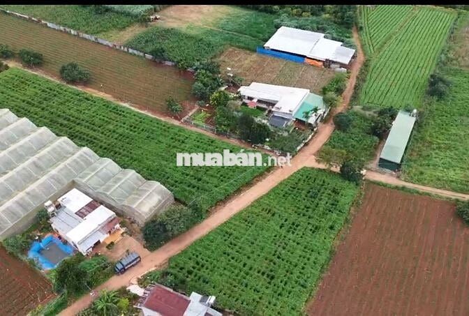 Chính chủ cần bán 157m² đất gần sân bay Liên Khương chỉ 790 triệu