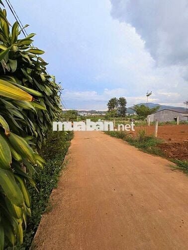🌳 ĐỨC TRỌNG | 300m² sẵn thổ cư, gần sân bay & cao tốc, chỉ 999TR