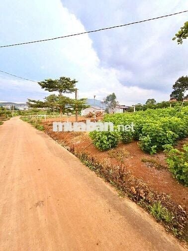 🌳 ĐỨC TRỌNG | 300m² sẵn thổ cư, gần sân bay & cao tốc, chỉ 999TR