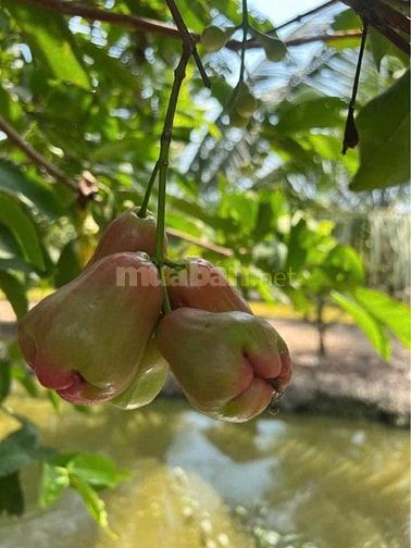 Siêu phẩm đất thổ vườn 330m2 đất ODT Cách Co.op mart Trảng Bàng 500m