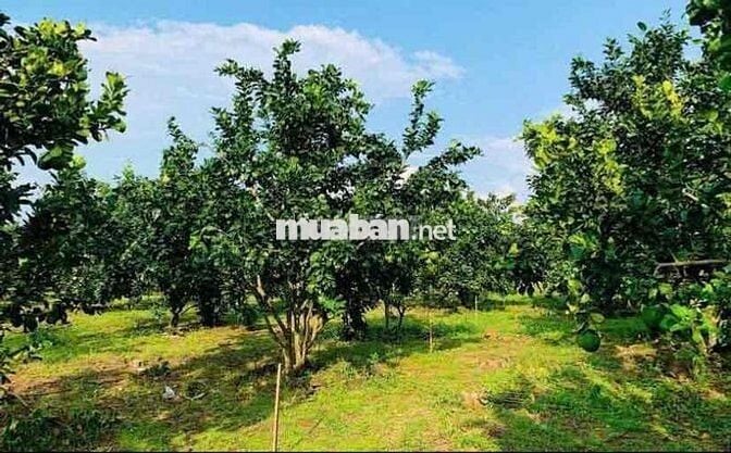 Cô nhà Tuyền cần bán mảnh đất vườn bưởi