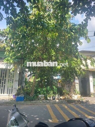 BÁN ĐẤT MT TAM ĐÔNG 11. THÔNG TỪ ĐĂNG THÚC VỊNH QUA NGUYỄN THỊ THẢNH