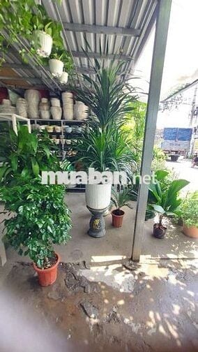 Sang gấp CỬA HÀNG CÂY KIỂNG – CHẬU KIỂNG