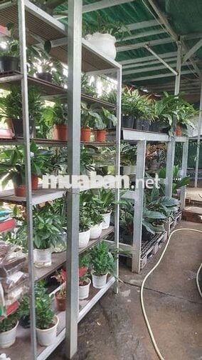 Sang gấp CỬA HÀNG CÂY KIỂNG – CHẬU KIỂNG