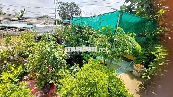 Sang gấp CỬA HÀNG CÂY KIỂNG – CHẬU KIỂNG