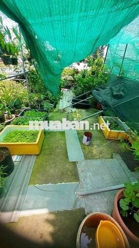 Sang gấp CỬA HÀNG CÂY KIỂNG – CHẬU KIỂNG
