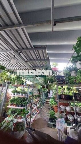 Sang gấp CỬA HÀNG CÂY KIỂNG – CHẬU KIỂNG