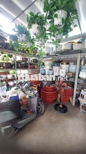 Sang gấp CỬA HÀNG CÂY KIỂNG – CHẬU KIỂNG