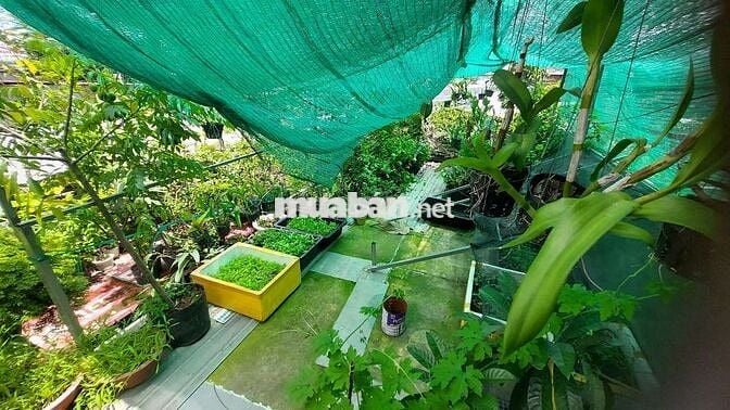 Sang gấp CỬA HÀNG CÂY KIỂNG – CHẬU KIỂNG
