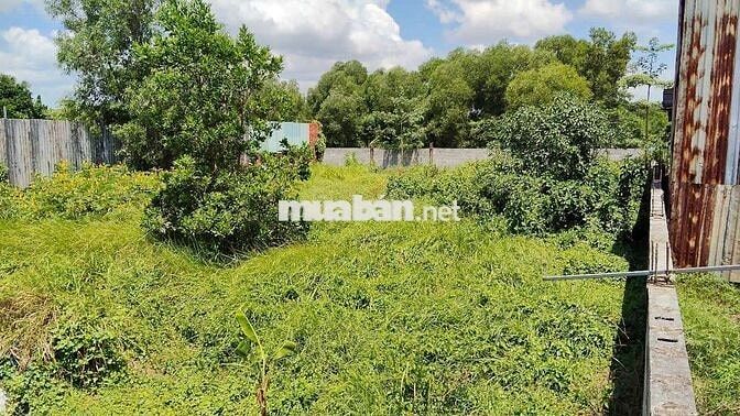 Đất nông nghiệp sổ riêng 1000m2 vĩnh lộc A bình chánh tphcm