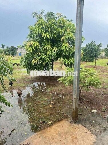 Cho thuê nhà vườn Bình Hoà Vĩnh Cửu