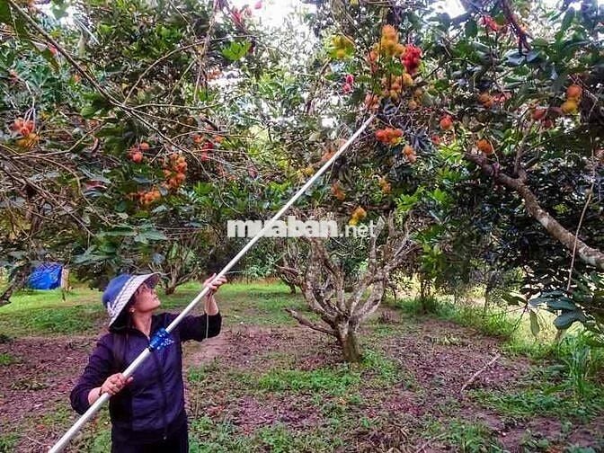 BÁN GẤP LÔ ĐẤT VƯỜN CÓ SẴN THỔ CƯ