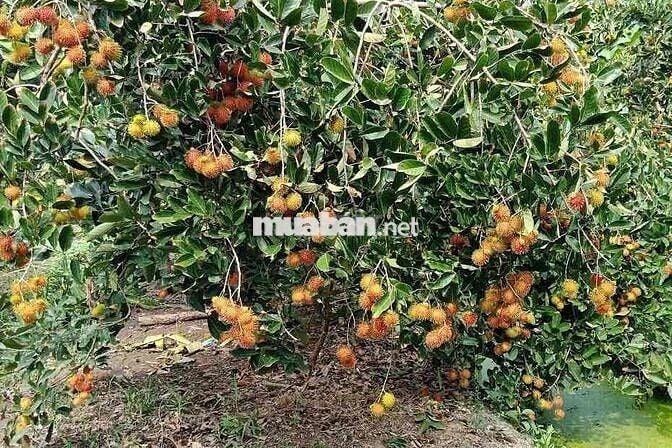 BÁN GẤP LÔ ĐẤT VƯỜN CÓ SẴN THỔ CƯ