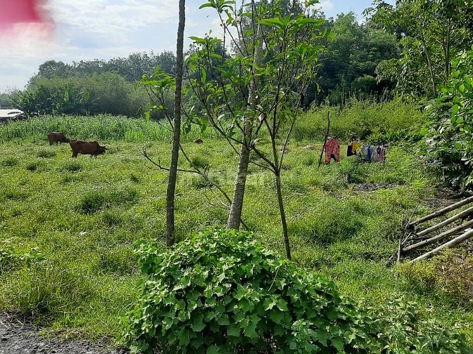 Tôi cần bán gấp ai có thiện trí muốn mua xin liên hệ