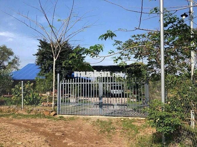 BÁN GẤP LÔ ĐẤT VƯỜN CÓ SẴN THỔ CƯ