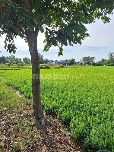 Bán đất MT đường liên xã Tân Lân-Mỹ Lệ,Xã Mỹ Lệ, Cần Đước,Tỉnh Long An