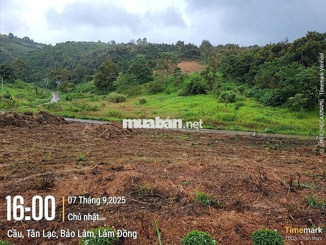 ĐẤT NGỘP GIÁ RẺ SẴN THỔ CƯ THUỘC TÂN LẠC